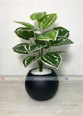 Variegated Plant (PL1104)