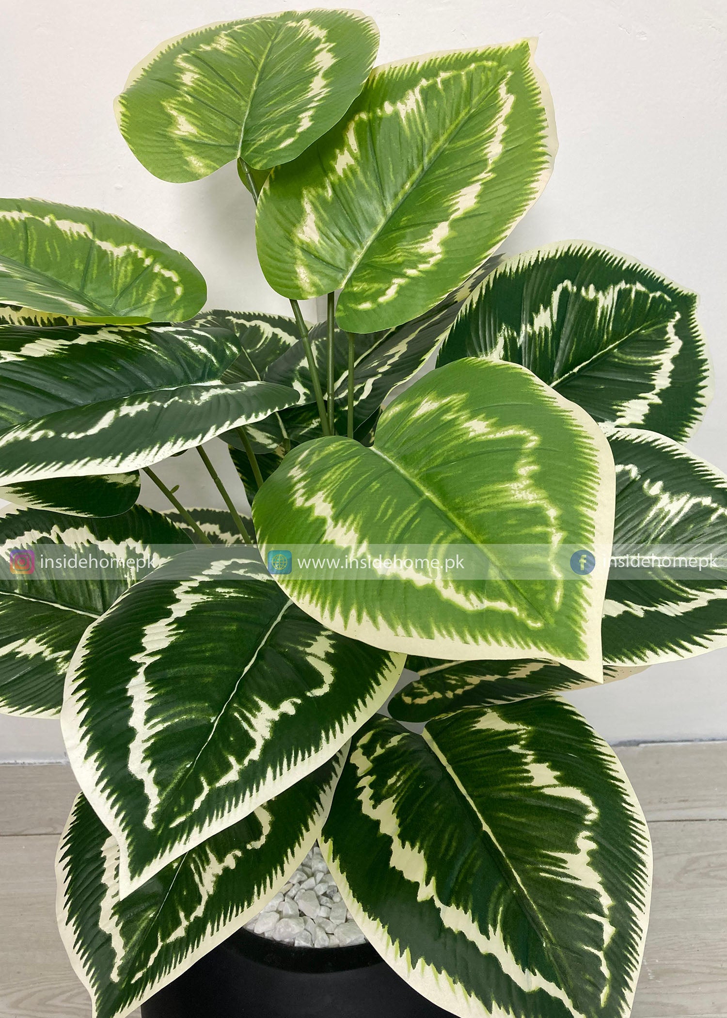 Variegated Plant (PL1104)