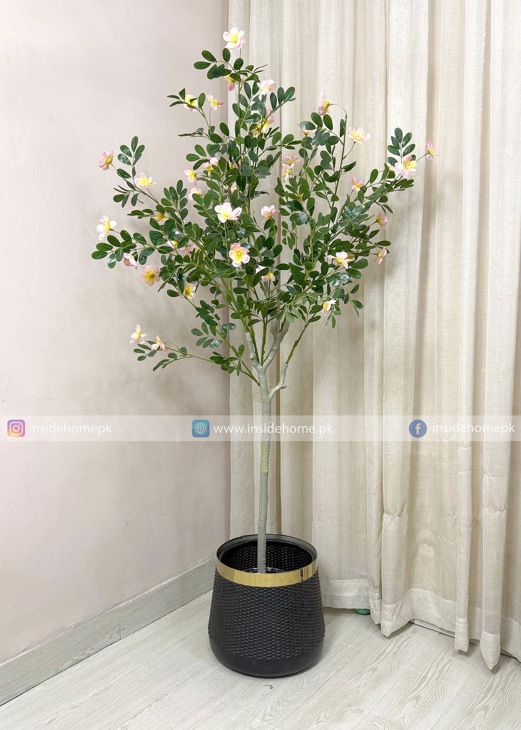Champa Flower Plant (PL1105)