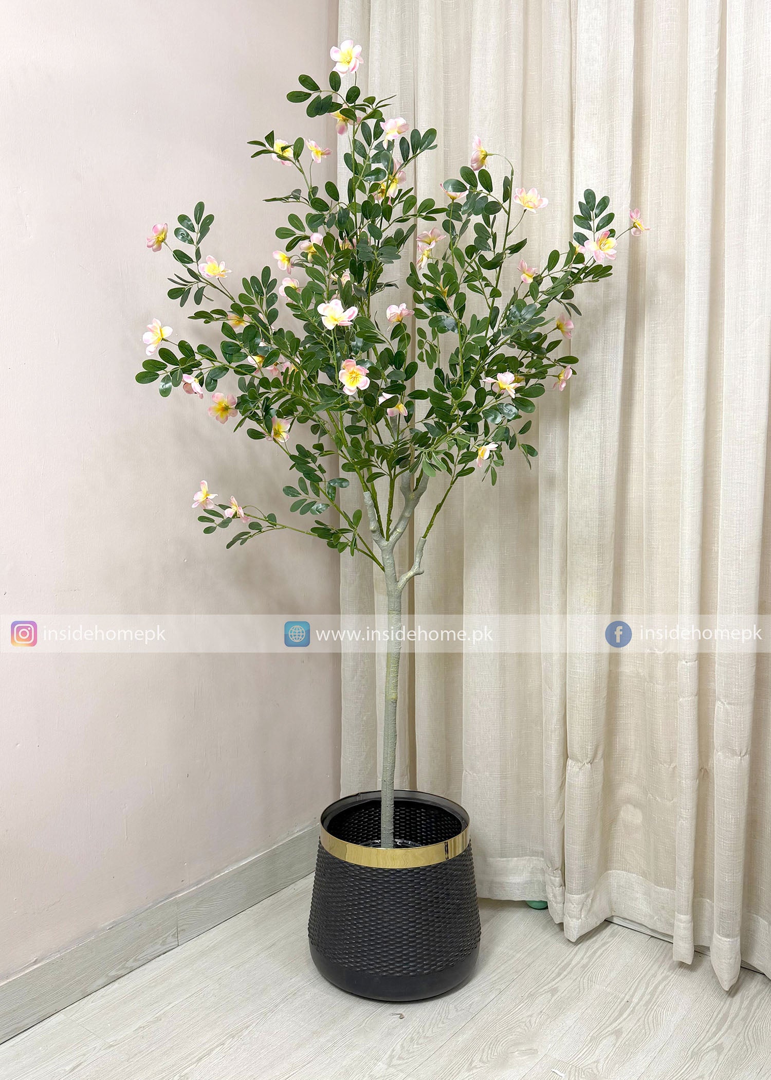 Champa Flower Plant (PL1105)