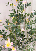 Champa Flower Plant (PL1105)