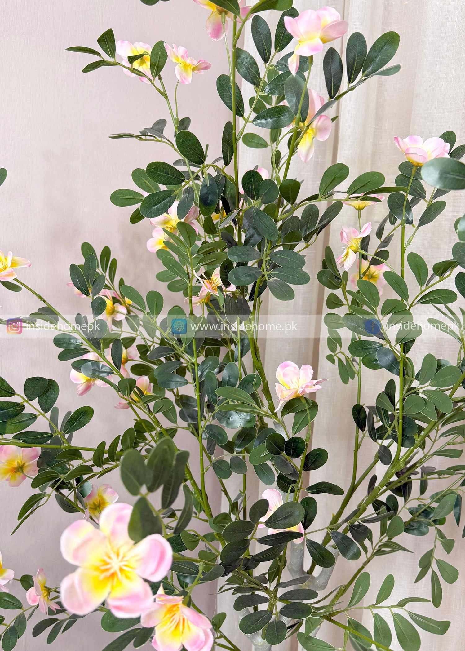 Champa Flower Plant (PL1105)