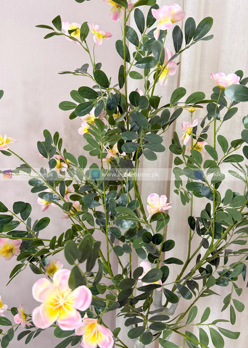 Champa Flower Plant (PL1105)