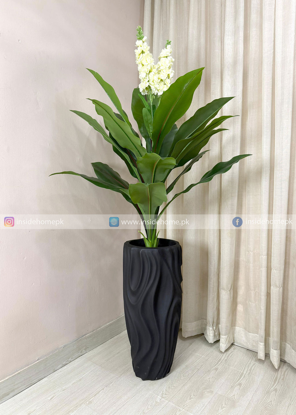 White Champa Flower Plant (PL1106)
