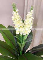 White Champa Flower Plant (PL1106)