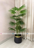 Fan Palm (PL1107)