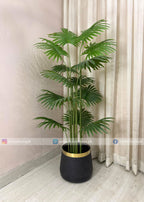 Fan Palm (PL1107)