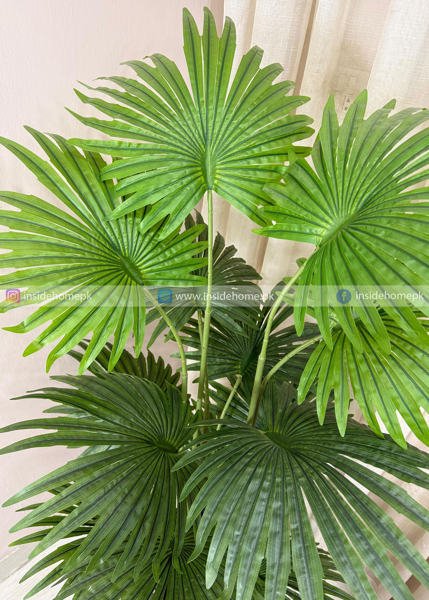 Fan Palm (PL1107)