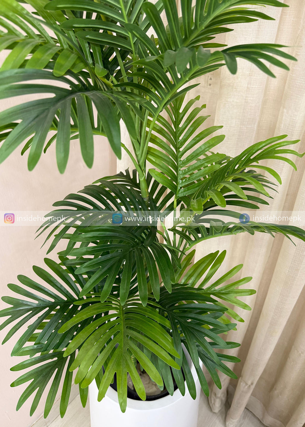 Areca Plant (PL1108)