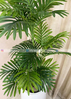 Areca Plant (PL1108)
