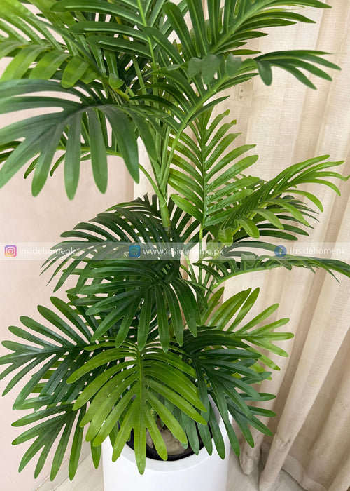 Areca Plant (PL1108)