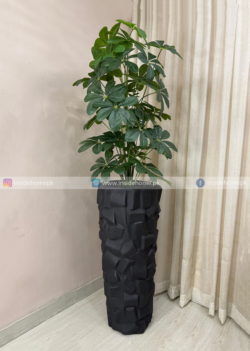 Cheecho Plant (PL1109)