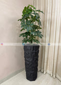Cheecho Plant (PL1109)