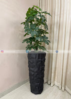Cheecho Plant (PL1109)