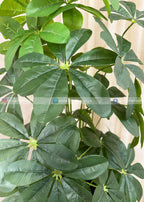 Cheecho Plant (PL1109)