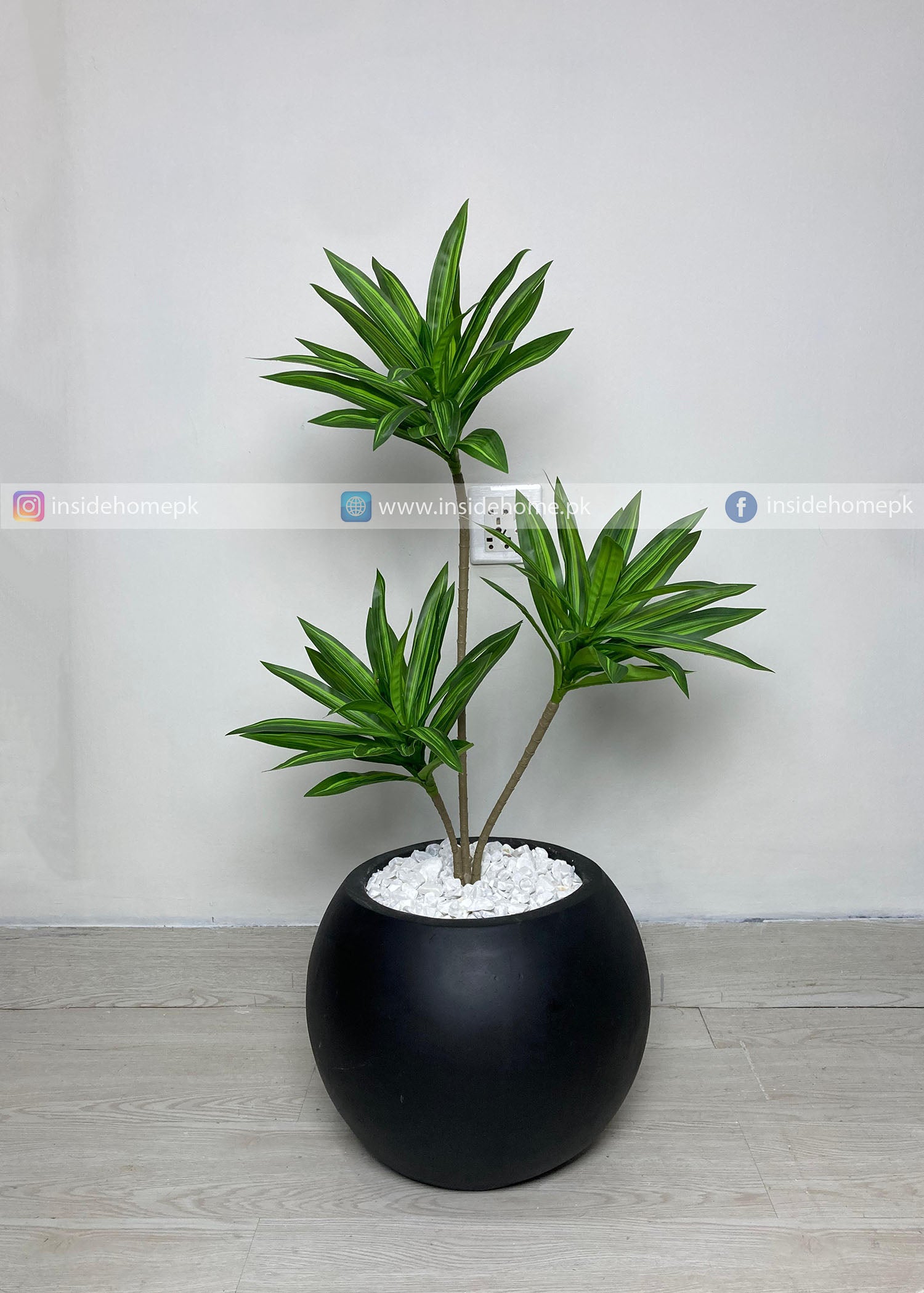Dracaena Plant (PL1111) With Planter