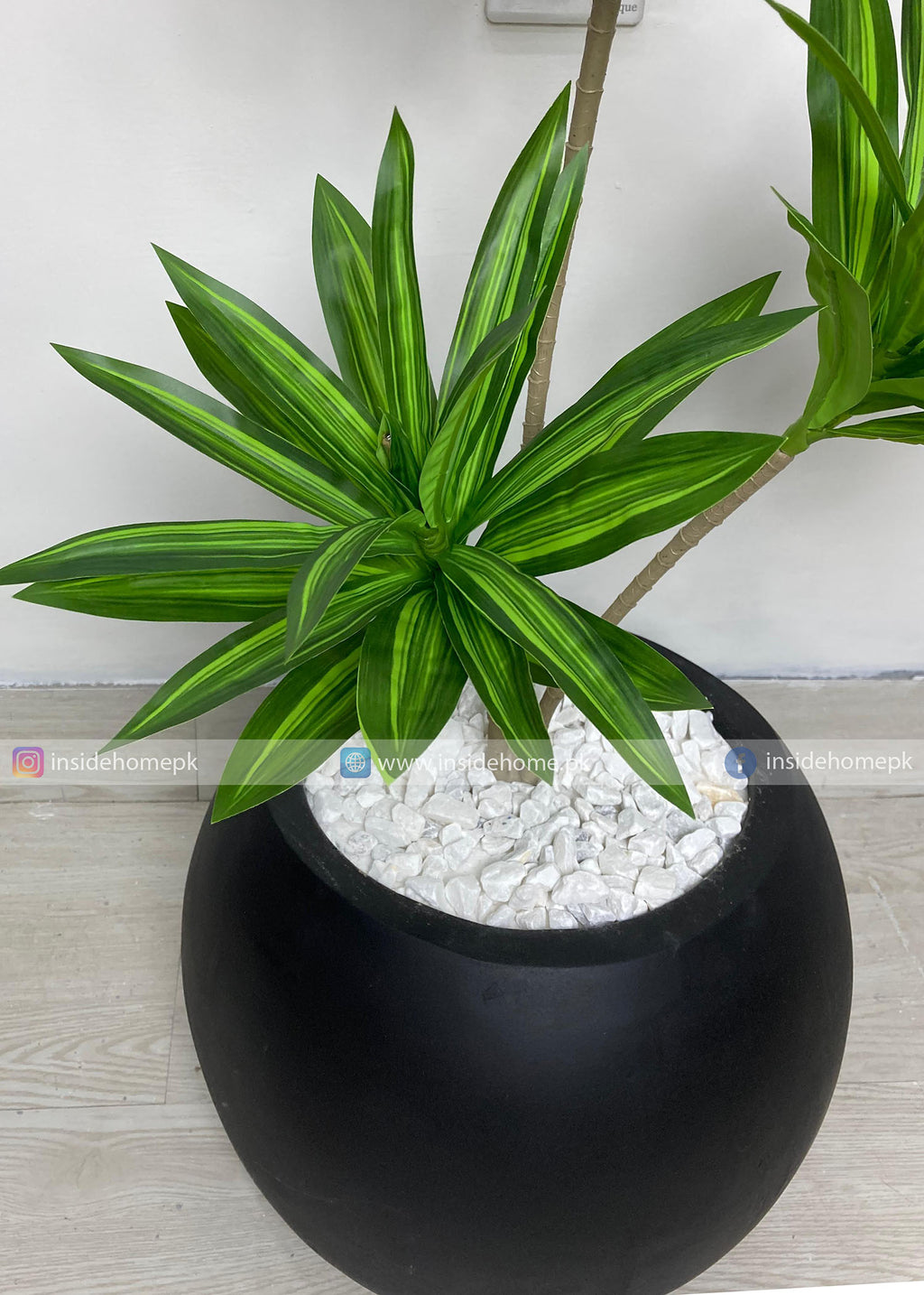 Dracaena Plant (PL1111) With Planter