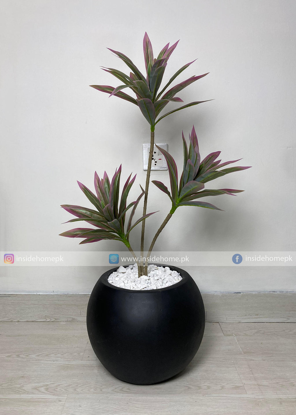 Dracaena Plant (PL1112) With Planter