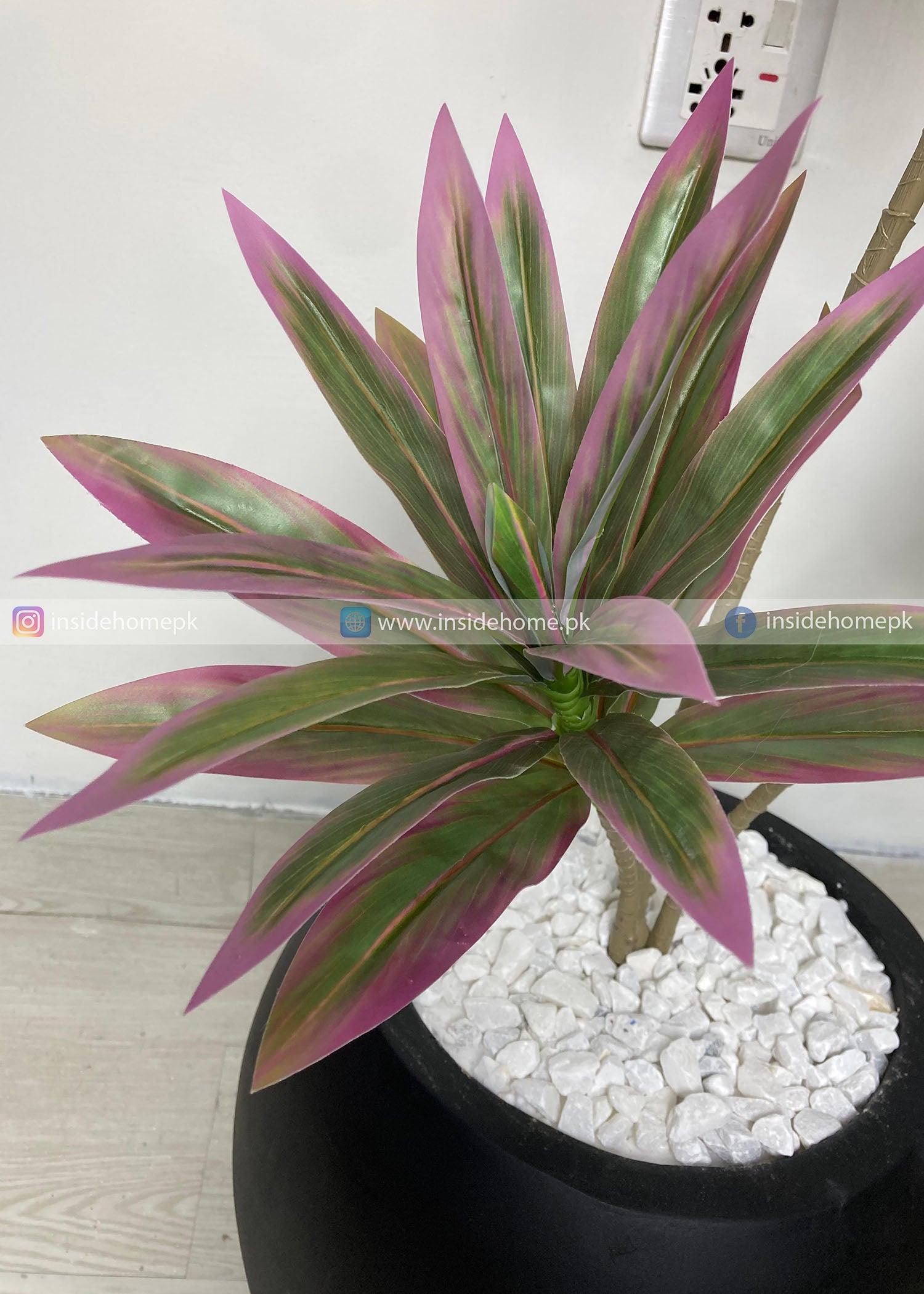 Dracaena Plant (PL1112) With Planter