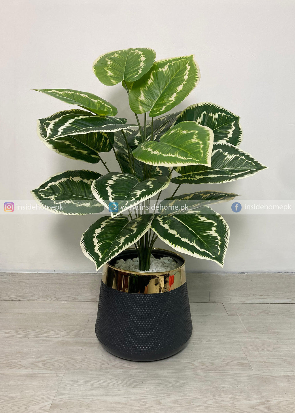 Dumb Cane Plant (PL1113)