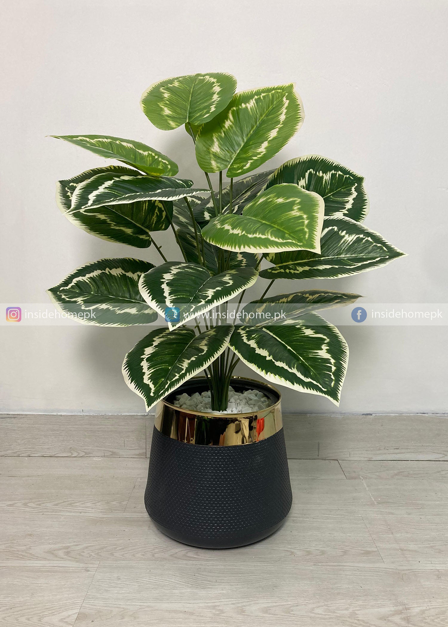 Dumb Cane Plant (PL1113)