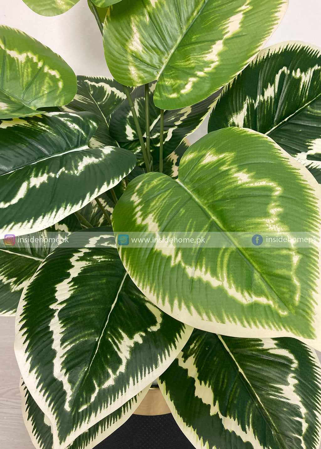 Dumb Cane Plant (PL1113)