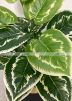 Dumb Cane Plant (PL1113)