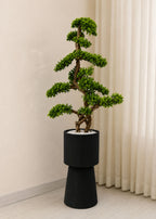 Bonsai Topiary Tree (PL1120)