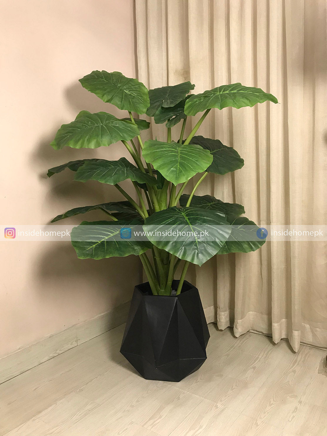 Alocasia Plant (PL1121) With Planter