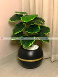 Pothos Plant (PL1122)
