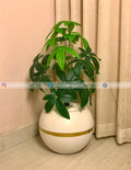 Pachira Aquatica (PL1123)