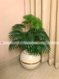 Chinese Fan Palm (PL1124)