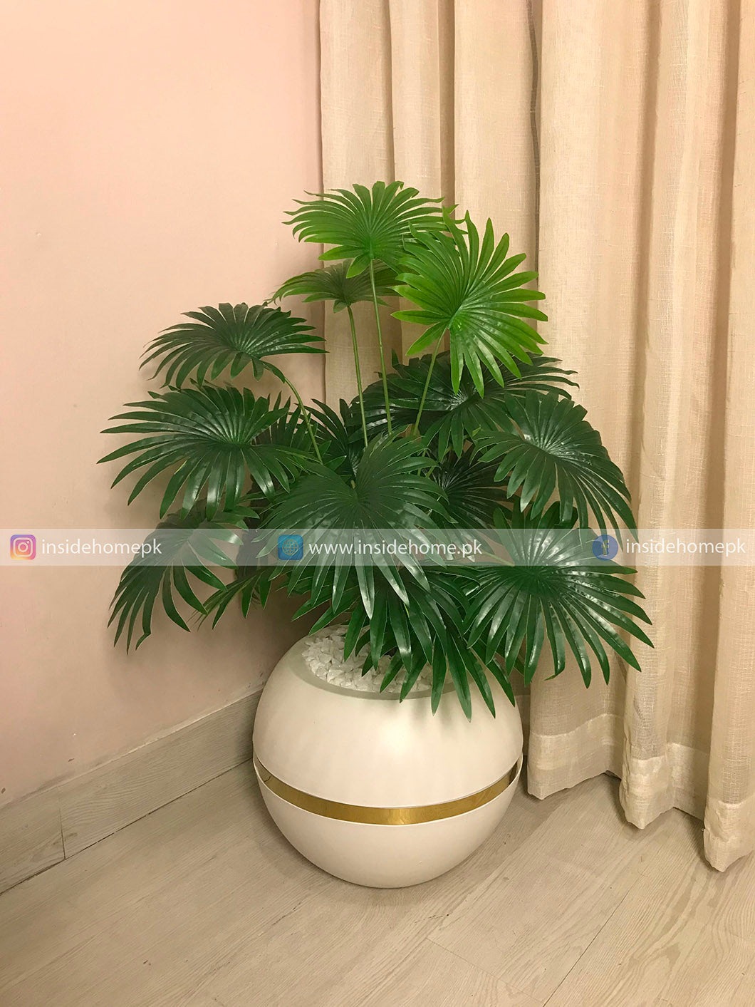 Chinese Fan Palm (PL1124)
