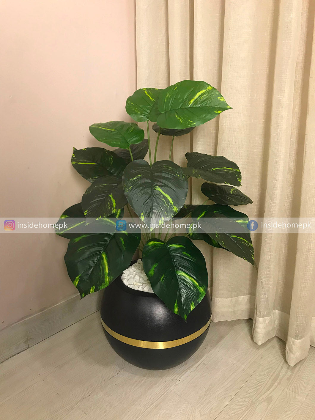 Money Plant (PL1125)