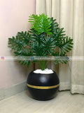 Fan Palm Plant (PL1126)