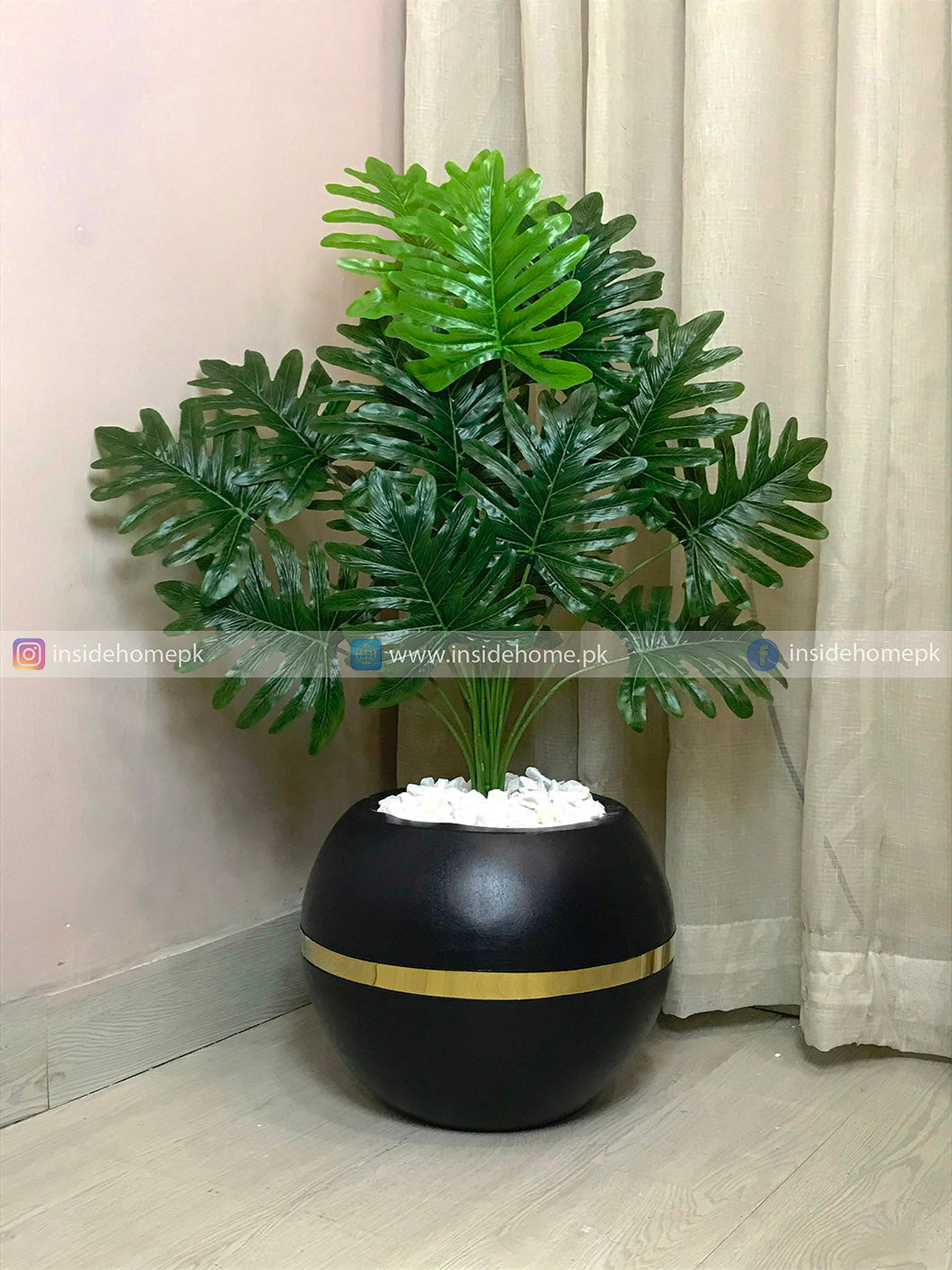 Fan Palm Plant (PL1126)
