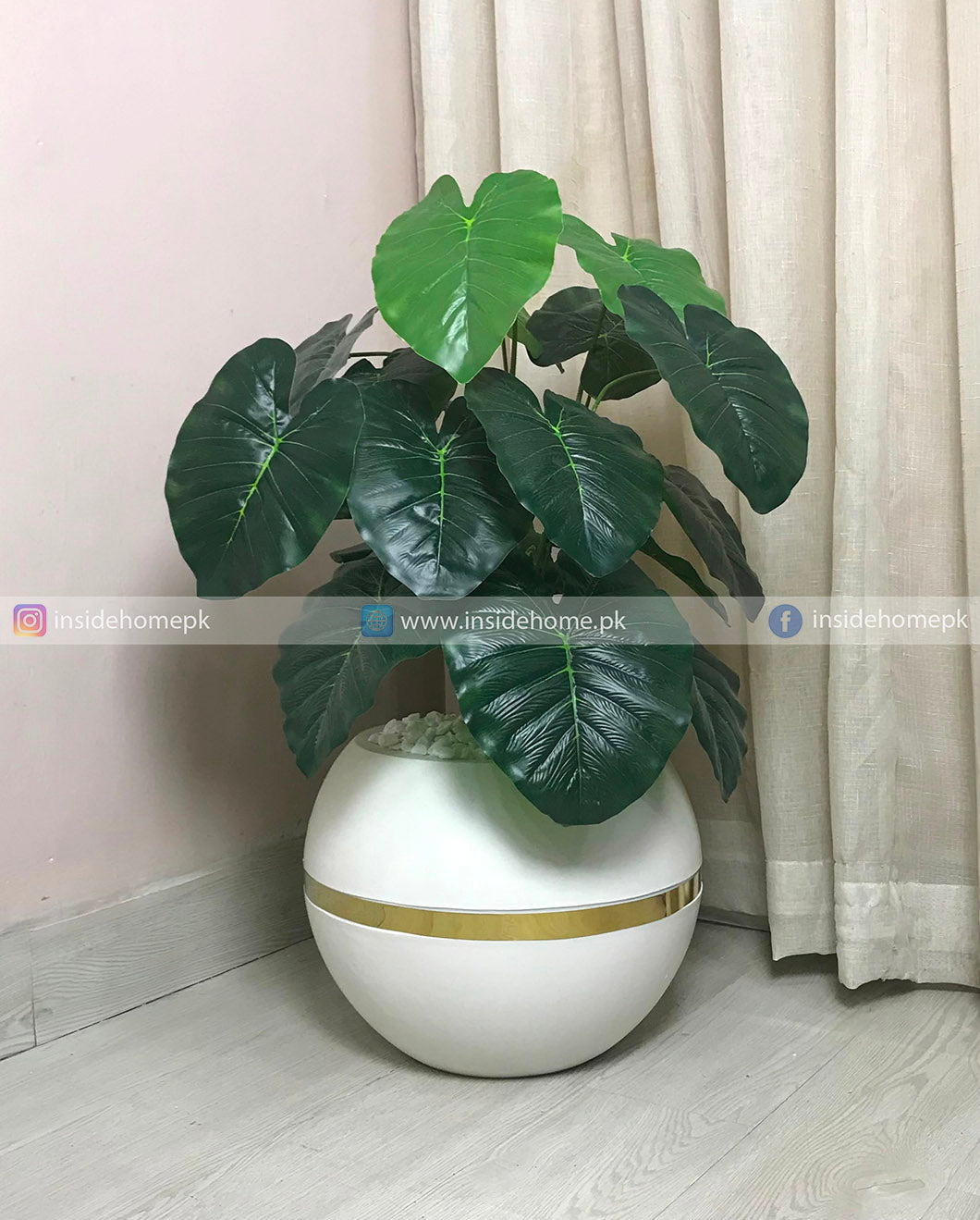Elephant Ear Plant (PL1127)