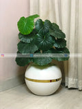 Farfugium japonicum Plant (PL1128)