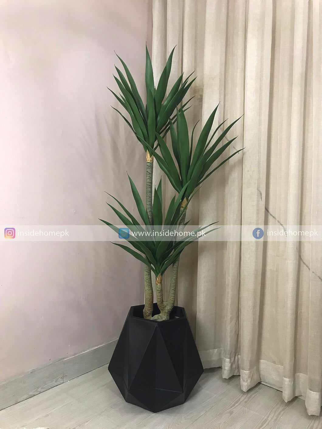 Agave Plant (PL1129)
