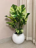Monstera Plant (PL1131)