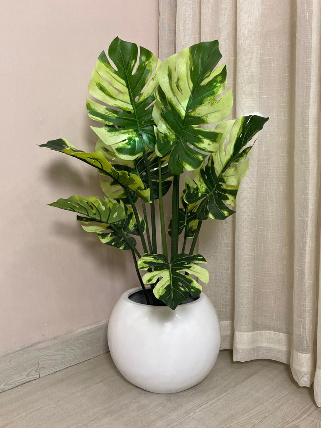Monstera Plant (PL1131)
