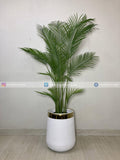 Areca Palm Tree (PL1132)