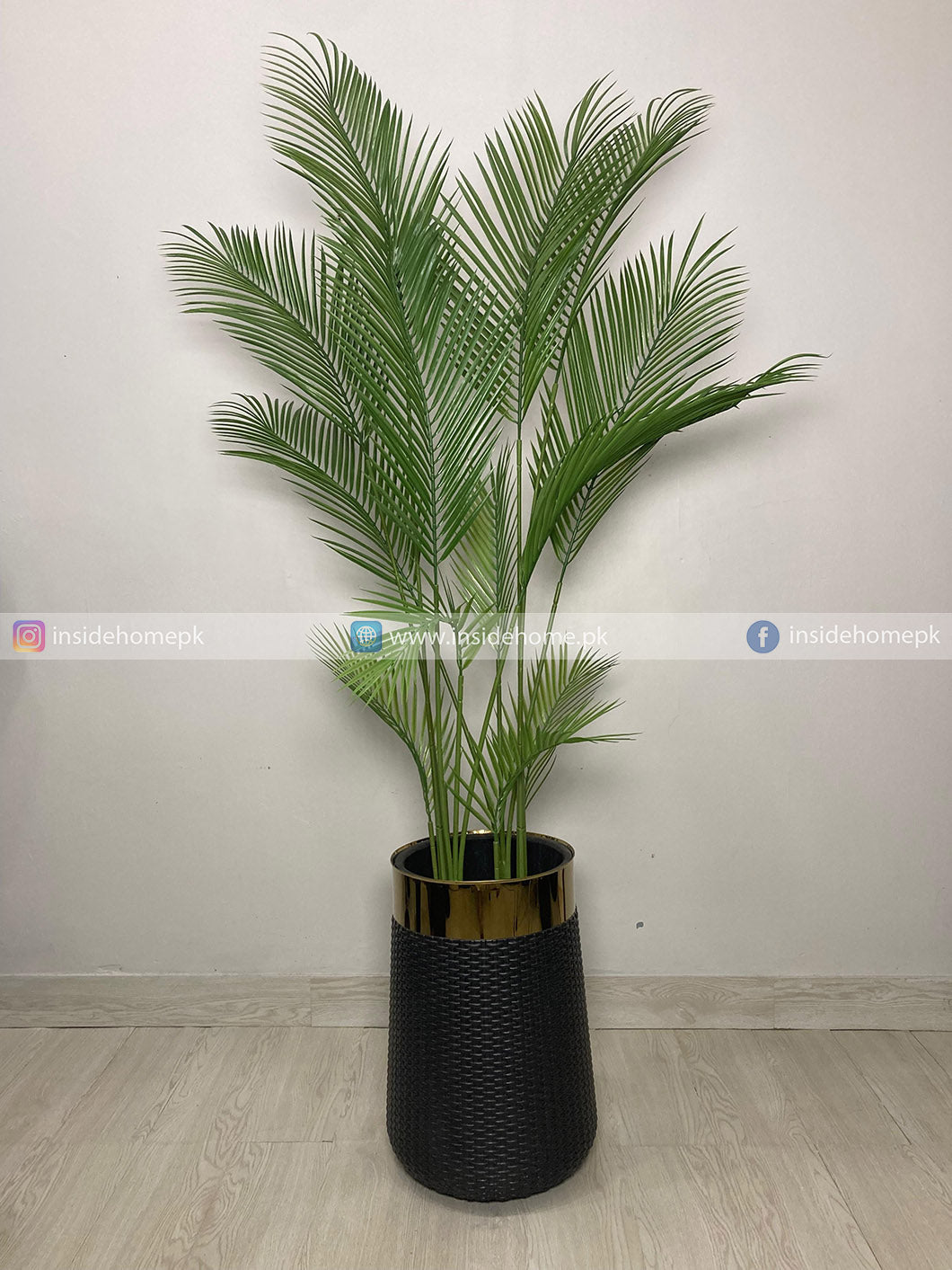 Areca Palm Plant (PL1133)