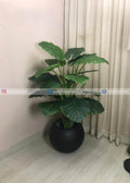 Alocasia Plant (PL1136) With Planter
