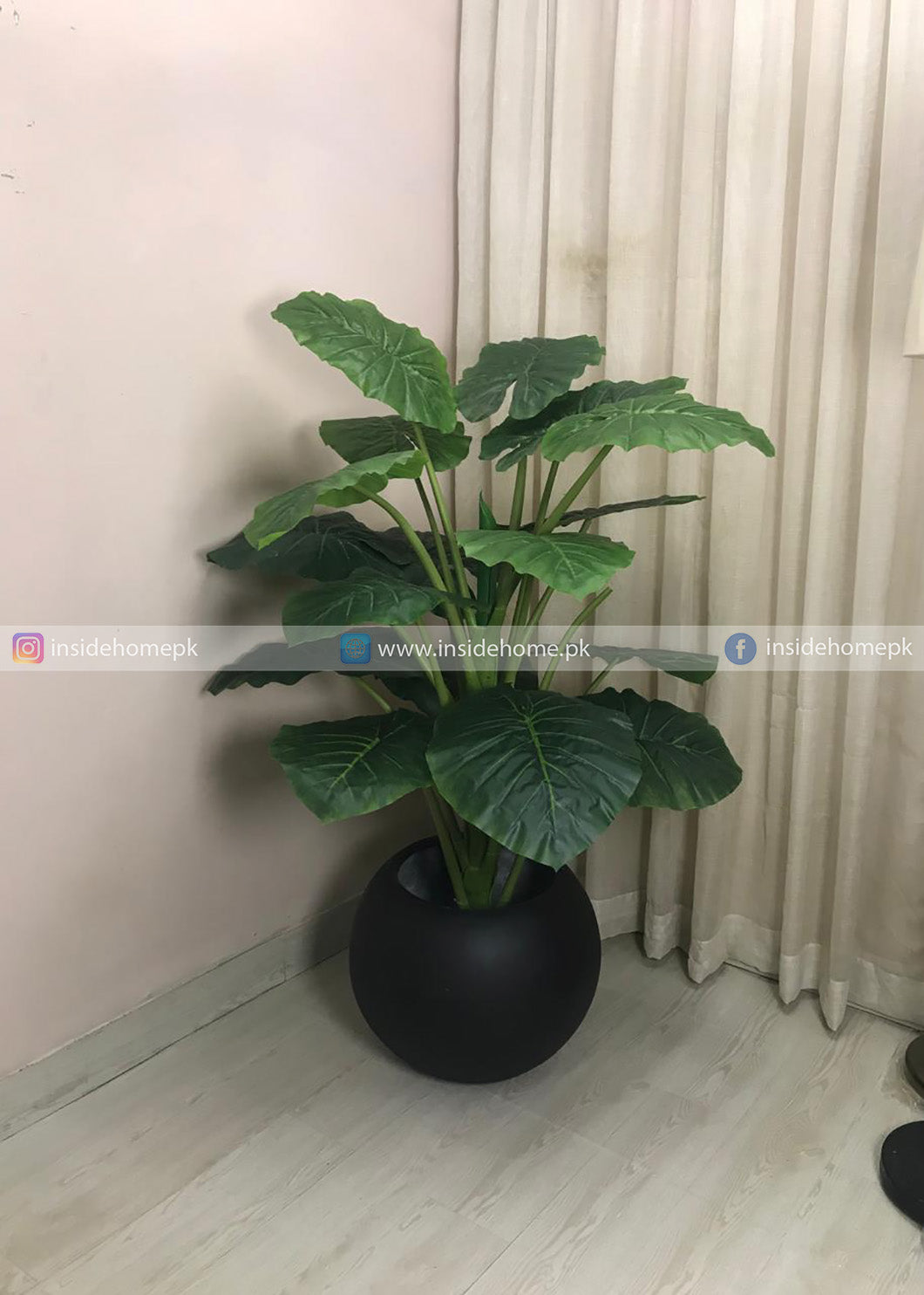 Alocasia Plant (PL1136) With Planter