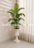 Areca Palm (PL1137)
