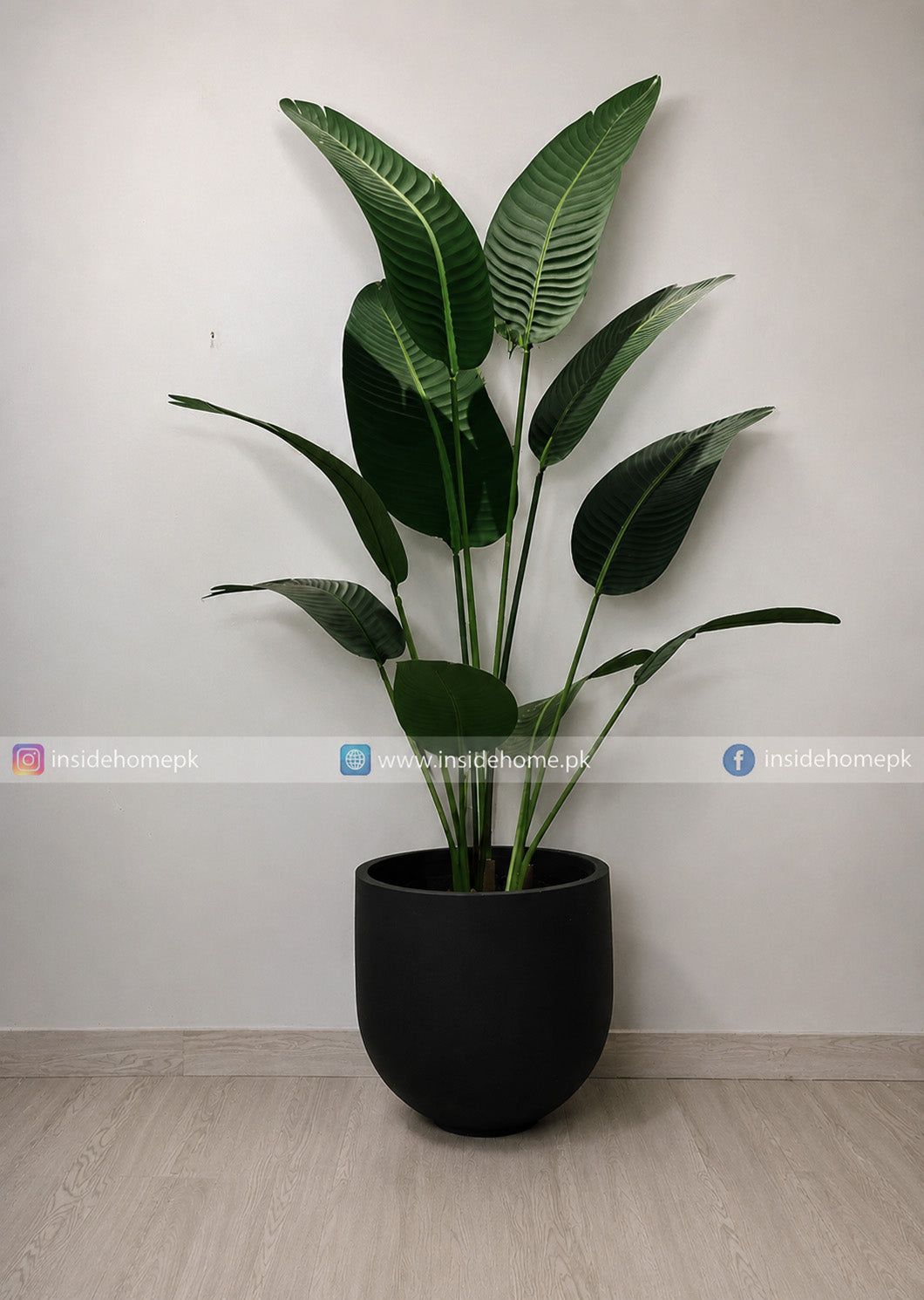 Banana Palm (PL1139)