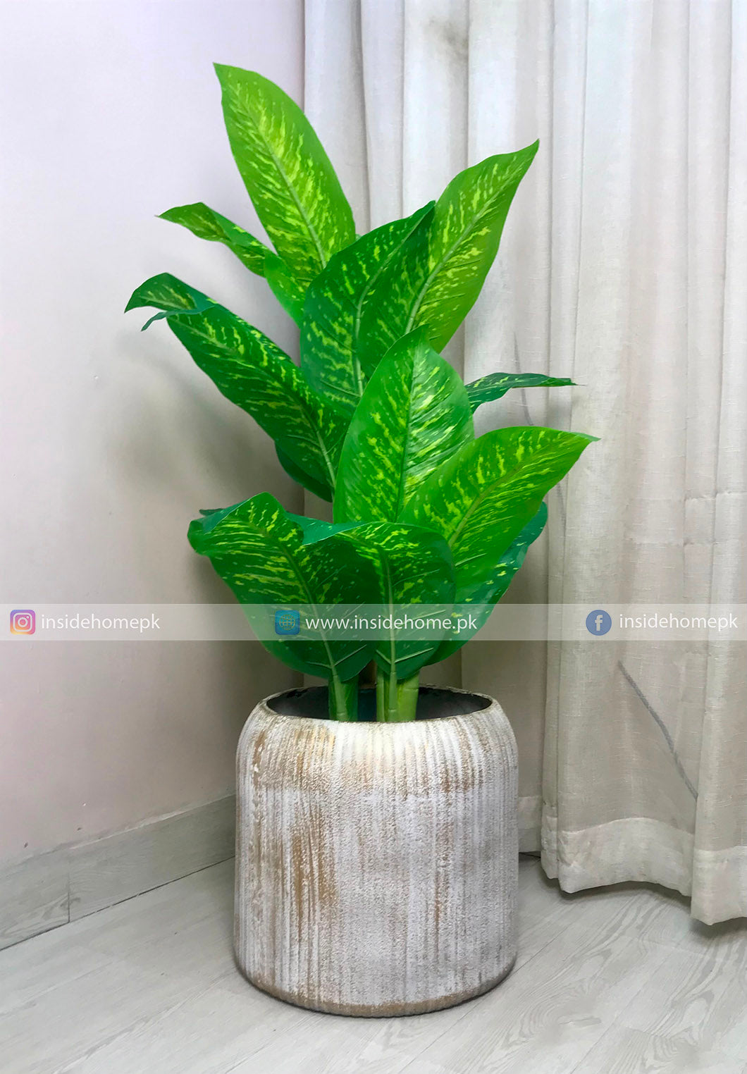 Dumb Cane (PL1141)