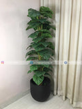 Mosntera Tree (PL1143)