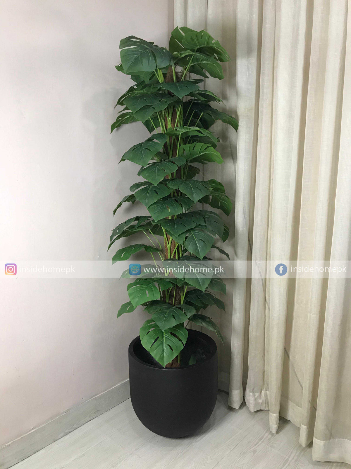 Mosntera Tree (PL1143)